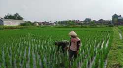 Babinsa Sananwetan Dampingi Petani Penyiangan Gulma Di Lahan Pertanian