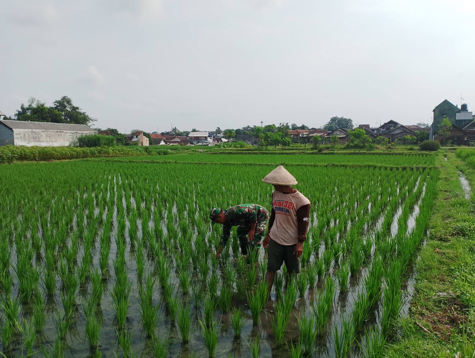 Babinsa Sananwetan Dampingi Petani Penyiangan Gulma Di Lahan Pertanian