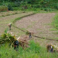 Wujud Kemanunggalan, Satgas TMMD Ke 127 Kodim 0808 Bantu Warga Panggul Pakan Ternak Dari Kebun