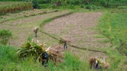 Wujud Kemanunggalan, Satgas TMMD Ke 127 Kodim 0808 Bantu Warga Panggul Pakan Ternak Dari Kebun