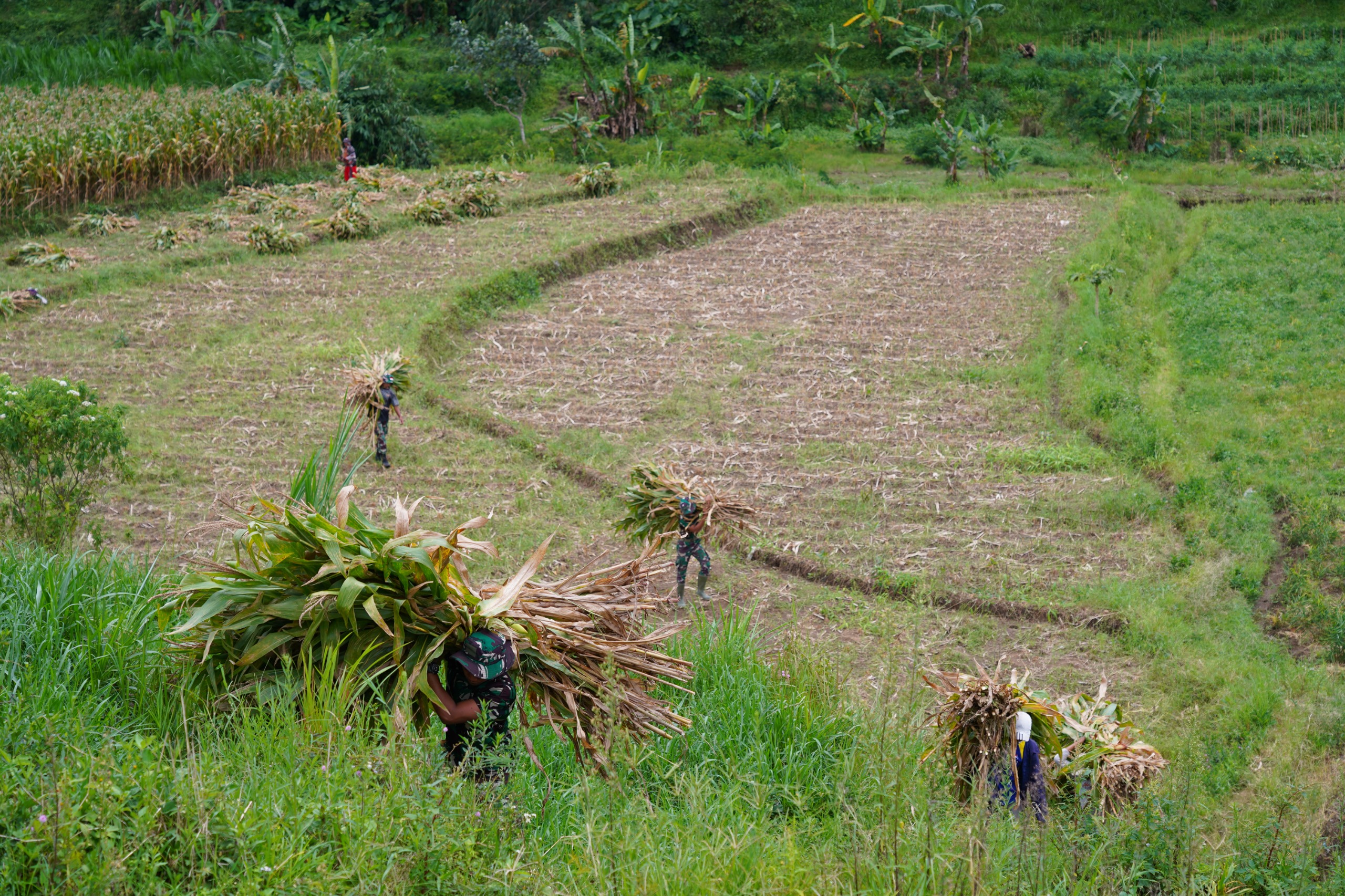 Wujud Kemanunggalan, Satgas TMMD Ke 127 Kodim 0808 Bantu Warga Panggul Pakan Ternak Dari Kebun