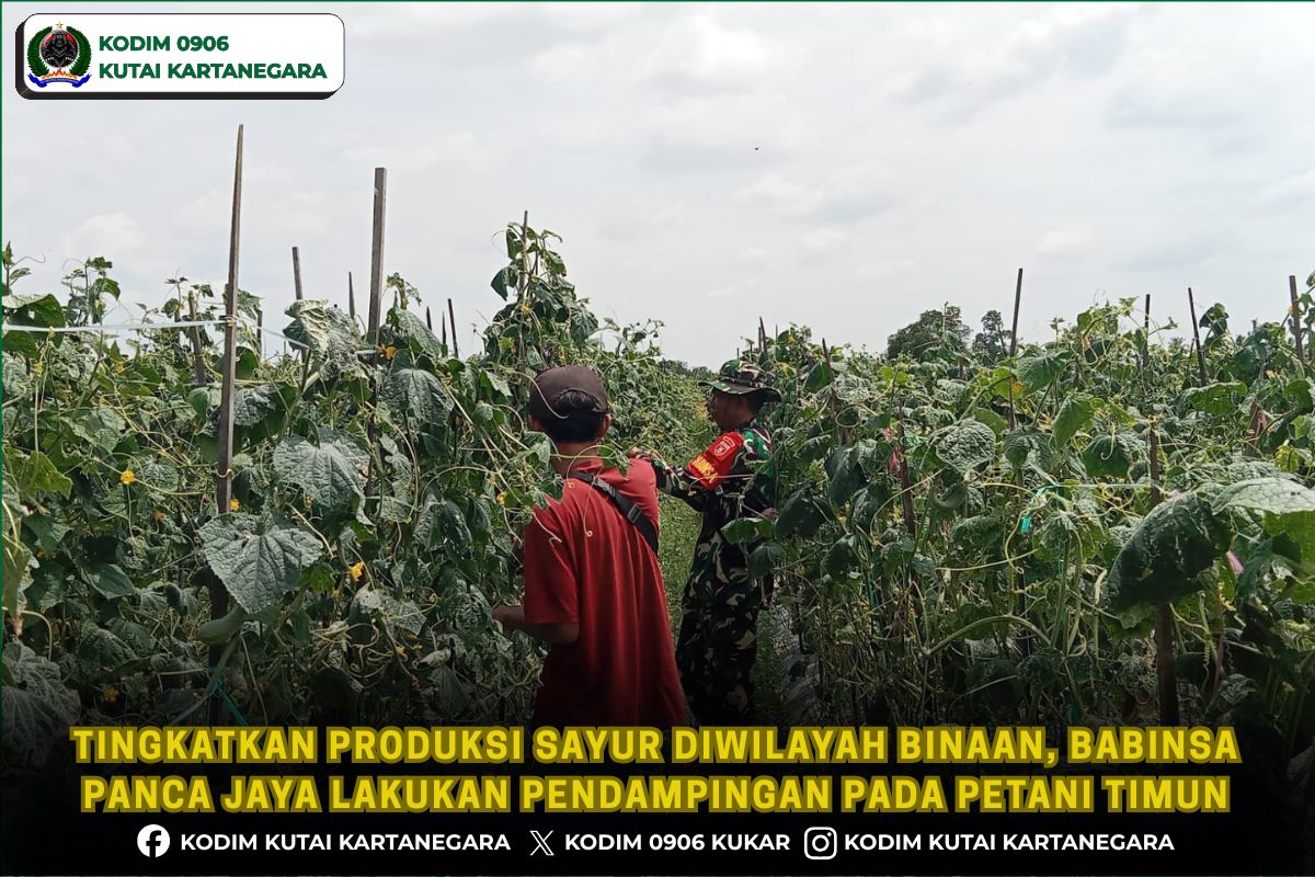 Tingkatkan Produksi Sayur Diwilayah Binaan, Babinsa Panca Jaya Lakukan Pendampingan Pada Petani Timun