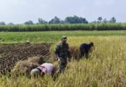 Wujud Nyata Babinsa Kaliboto Bersama Petani Laksanakan Panen Padi, Dukung Ketahanan Pangan Desa