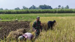 Wujud Nyata Babinsa Kaliboto Bersama Petani Laksanakan Panen Padi, Dukung Ketahanan Pangan Desa