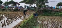 Dukung Swasembada Pangan, Babinsa Pohgajih Aktif Dampingi Petani Siapkan Lahan Sawah