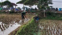 Dukung Swasembada Pangan, Babinsa Pohgajih Aktif Dampingi Petani Siapkan Lahan Sawah