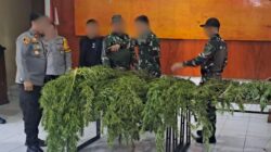 Satgas Swasembada Berhasil Ungkap Ladang Ganja di Pegunungan Bintang, Puluhan Tanaman Siap Panen Diamankan