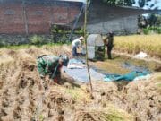 Wujud Nyata, Babinsa Sananwetan Bantu Panen Padi Dukung Ketahanan Pangan Nasional