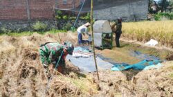 Wujud Nyata, Babinsa Sananwetan Bantu Panen Padi Dukung Ketahanan Pangan Nasional