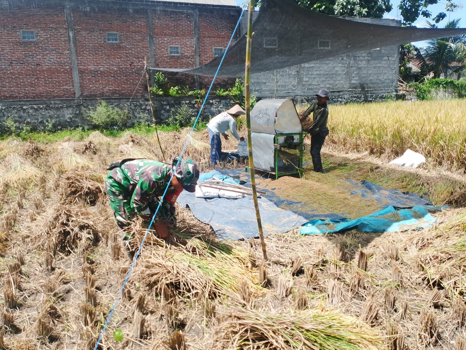 Wujud Nyata, Babinsa Sananwetan Bantu Panen Padi Dukung Ketahanan Pangan Nasional