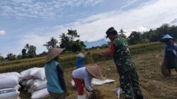 Wujudkan Ketahanan Pangan Nasional, Babinsa Ngadirenggo Dampingi Petani Panen Padi