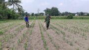 Babinsa Kandangan Dampingi Petani Lakukan Penyemprotan POC Untuk Tingkatkan Pertumbuhan Jagung