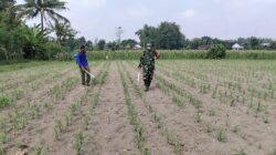 Babinsa Kandangan Dampingi Petani Lakukan Penyemprotan POC Untuk Tingkatkan Pertumbuhan Jagung Babinsa Kandangan Dampingi Petani Lakukan Penyemprotan POC Untuk Tingkatkan Pertumbuhan Jagung