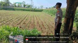 Polisi Dampingi Petani Jagung di Probolinggo Kota, Dukung Program Asta Cita Presiden RI
