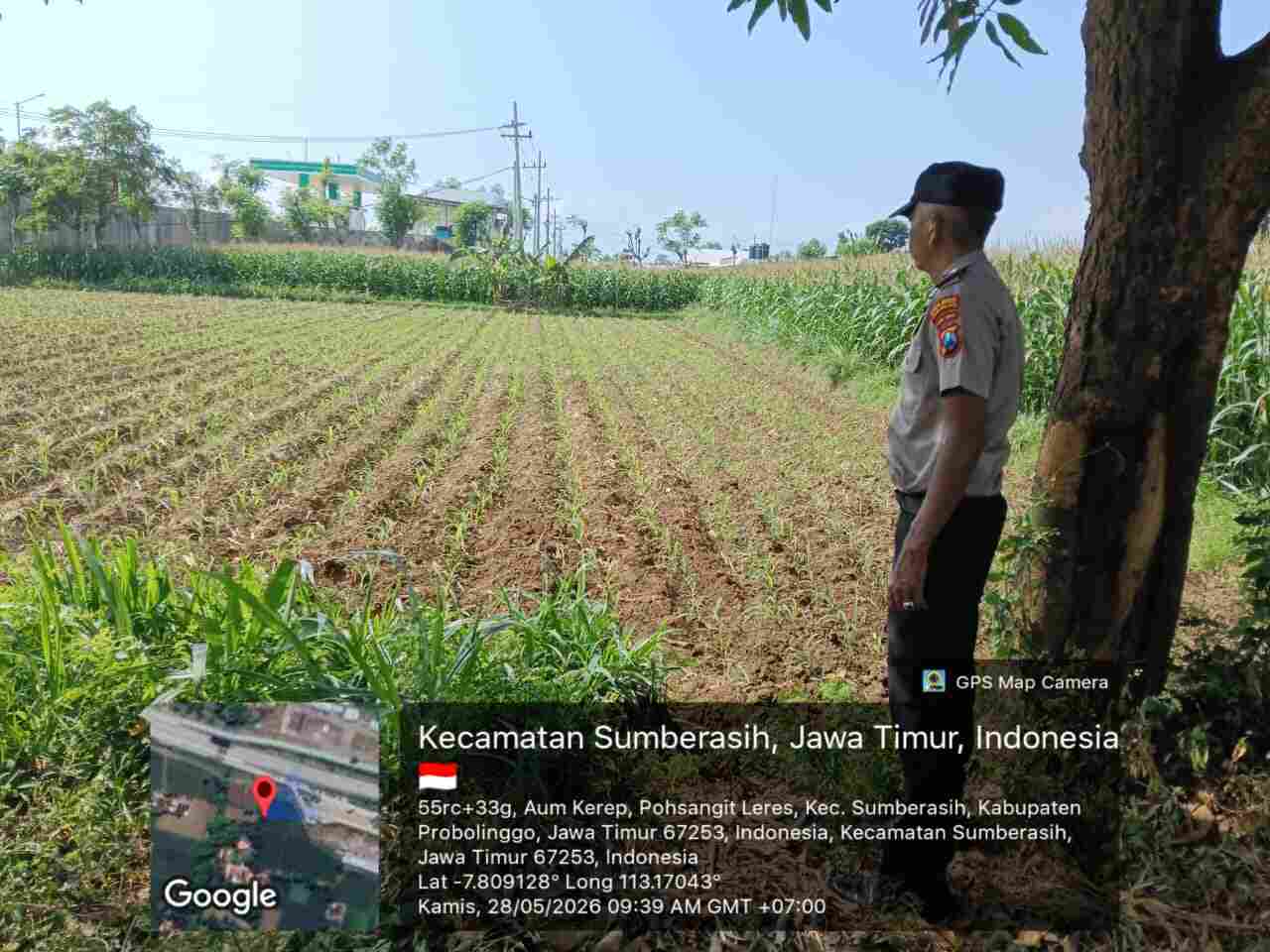 Polisi Dampingi Petani Jagung di Probolinggo Kota, Dukung Program Asta Cita Presiden RI Polisi Dampingi Petani Jagung di Probolinggo Kota, Dukung Program Asta Cita Presiden RI