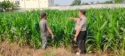 Bhabinkamtibmas Polres Probolinggo Kota Dampingi Langsung Petani Jagung di Desa Patalan