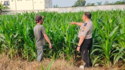 Bhabinkamtibmas Polres Probolinggo Kota Dampingi Langsung Petani Jagung di Desa Patalan