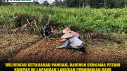 Wujudkan Ketahanan Pangan, Babinsa Bersama Petani Kompak di Lapangan Lakukan Penanaman Sawi