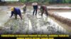 Tingkatkan Ketahanan Pangan Wilayah, Babinsa Turun ke Sawah Bantu Petani Tanam Padi