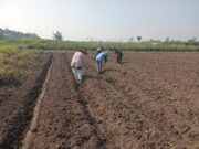 Wujudkan Ketahanan Pangan, Babinsa Pikatan Turun Ke Sawah Dampingi Petani Tanam Jagung
