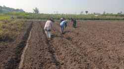 Wujudkan Ketahanan Pangan, Babinsa Pikatan Turun Ke Sawah Dampingi Petani Tanam Jagung