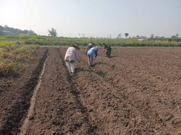 Wujudkan Ketahanan Pangan, Babinsa Pikatan Turun Ke Sawah Dampingi Petani Tanam Jagung