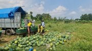 Pemanfaatan Lahan Kompi Produksi Kodim 0808/Blitar di Srengat Sukses Panen 10 Ton Semangka
