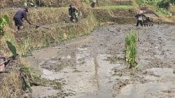 Sinergi Ketahanan Pangan, Babinsa Selorejo Turun Ke Sawah Bantu Warga Siapkan Lahan Padi