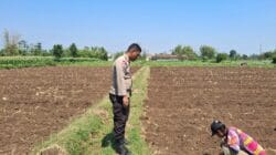 Polisi Dampingi Petani di Sumber Wetan, Kawal Program Ketahanan Pangan dari Lahan Jagung Binaan