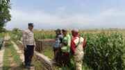 Polsek Kademangan Perkuat Ketahanan Pangan, Petani Jagung Dapat Pendampingan Langsung