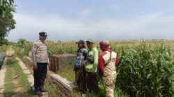 Polsek Kademangan Perkuat Ketahanan Pangan, Petani Jagung Dapat Pendampingan Langsung