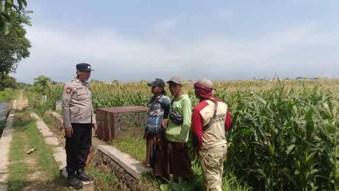 Polsek Kademangan Perkuat Ketahanan Pangan, Petani Jagung Dapat Pendampingan Langsung