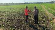 Polisi Masuk Sawah, Wujud Nyata Dukungan Terhadap Ketahanan Pangan Nasional di Kademangan