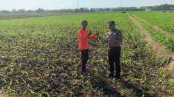 Polisi Masuk Sawah, Wujud Nyata Dukungan Terhadap Ketahanan Pangan Nasional di Kademangan