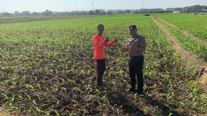 Polisi Masuk Sawah, Wujud Nyata Dukungan Terhadap Ketahanan Pangan Nasional di Kademangan