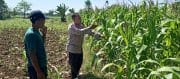 Bhabinkamtibmas Wonomerto Turun ke Lahan Jagung, Pastikan Tanaman Tumbuh Optimal