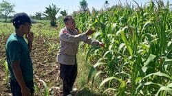 Bhabinkamtibmas Wonomerto Turun ke Lahan Jagung, Pastikan Tanaman Tumbuh Optimal