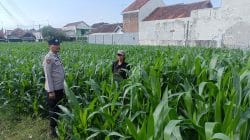 Polsek Kademangan Jemput Bola, Siap Bantu Petani Atasi Hama hingga Koordinasi Penyuluh Polsek Kademangan Jemput Bola, Siap Bantu Petani Atasi Hama hingga Koordinasi Penyuluh