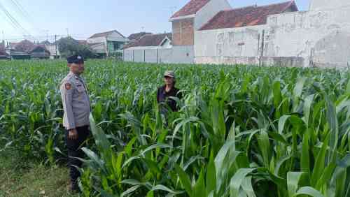 Polsek Kademangan Jemput Bola, Siap Bantu Petani Atasi Hama hingga Koordinasi Penyuluh Polsek Kademangan Jemput Bola, Siap Bantu Petani Atasi Hama hingga Koordinasi Penyuluh