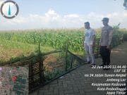 Polsubsektor Kedopok Monitoring Lahan Jagung Warga, Dukung Ketahanan Pangan Nasional