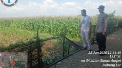 Polsubsektor Kedopok Monitoring Lahan Jagung Warga, Dukung Ketahanan Pangan Nasional