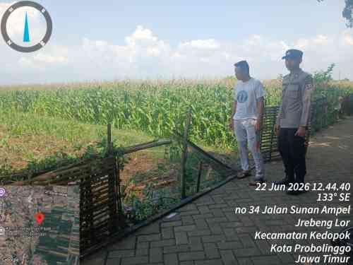 Polsubsektor Kedopok Monitoring Lahan Jagung Warga, Dukung Ketahanan Pangan Nasional