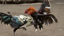 Kapolda Jatim Disebut “Tertidur” Saat Sabung Ayam Beroperasi Terbuka di Ngronggot