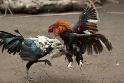 Kapolda Jatim Disebut “Tertidur” Saat Sabung Ayam Beroperasi Terbuka di Ngronggot