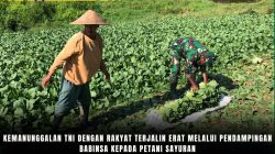 Kemanunggalan TNI Dengan Rakyat Terjalin Erat Melalui Pendampingan Babinsa Kepada Petani Sayuran