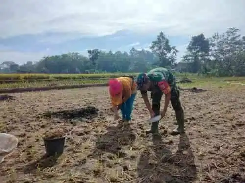 Sinergi Ketahanan Pangan, Serma Yonanda Dampingi Poktan Makmur Tanam Bibit Jagung