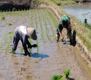 Sinergi Hanpangan, Babinsa Kotes Kopda Ari Wibowo Dampingi Petani Menanam Padi