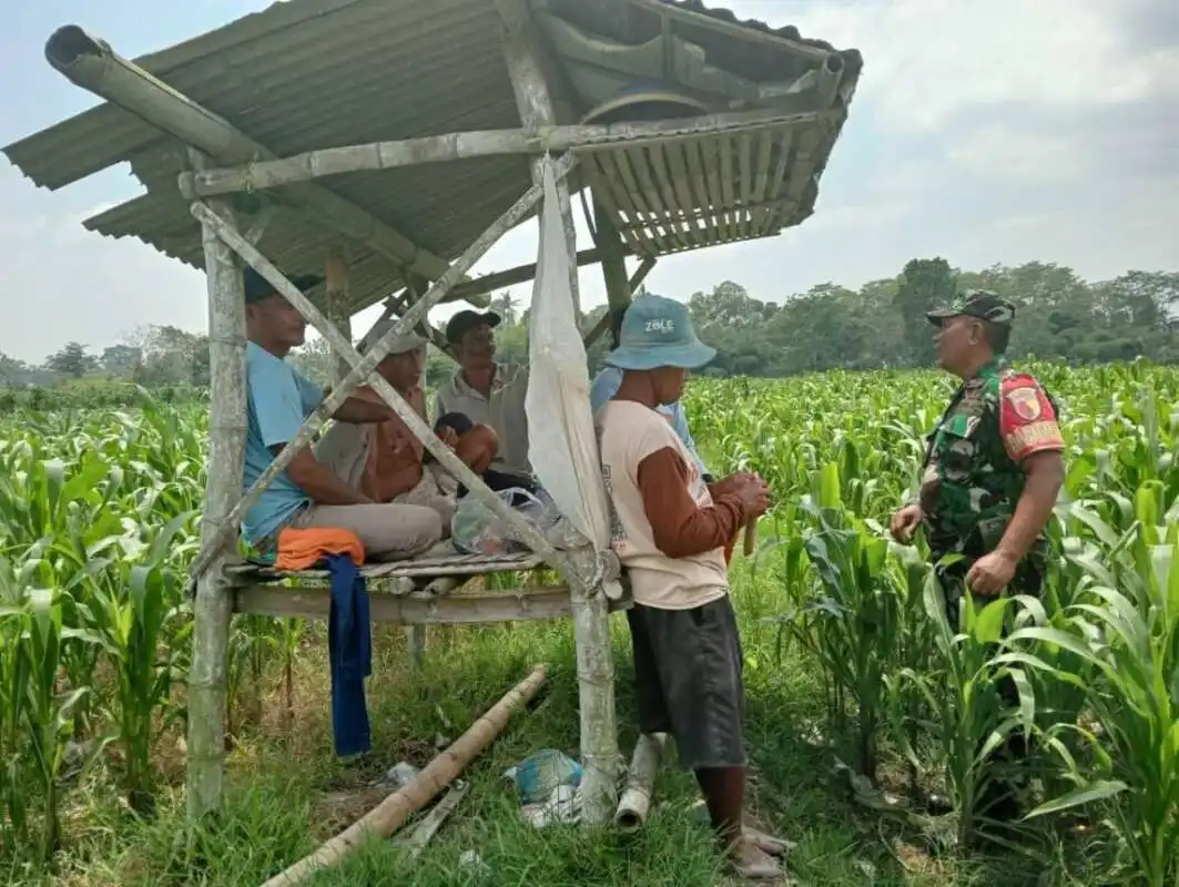 Optimalkan Hasil Panen, Serma Yuda Indra Gelar Komsos Budidaya Jagung Bersama Poktan Margo Utomo Optimalkan Hasil Panen, Serma Yuda Indra Gelar Komsos Budidaya Jagung Bersama Poktan Margo Utomo