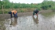 Jaga Kualitas Padi, Koptu Eka Hendarwanto Bantu Petani Bersihkan Hama Keong Dan Gulma Sawah