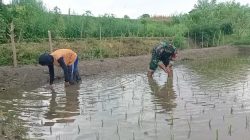 Jaga Kualitas Padi, Koptu Eka Hendarwanto Bantu Petani Bersihkan Hama Keong Dan Gulma Sawah